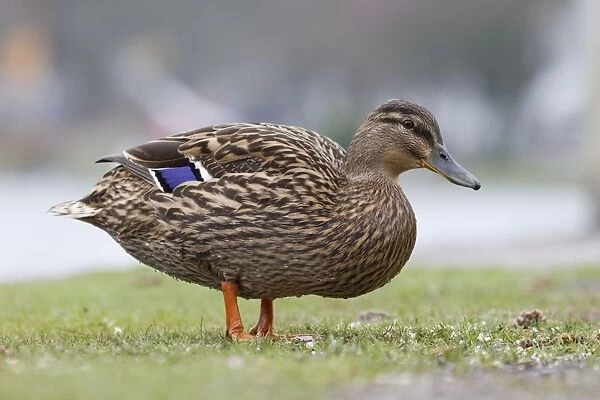 Mallard duck - female - Cornwall - UK