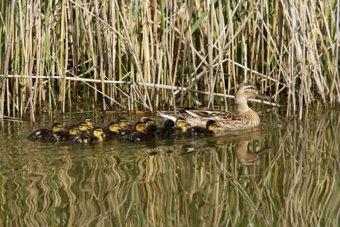 Framed Print : Mallard Duck - female with young Framed Print : Mallard Duck - female with young