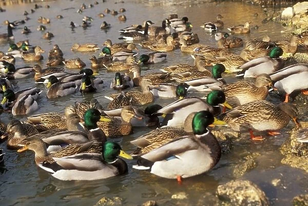 Mallard Duck Flock on water