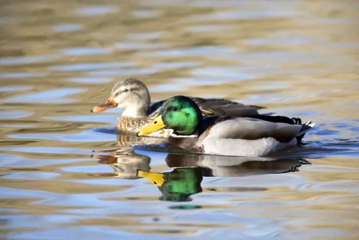 Framed Print : Mallard Duck- Pair Framed Print : Mallard Duck- Pair