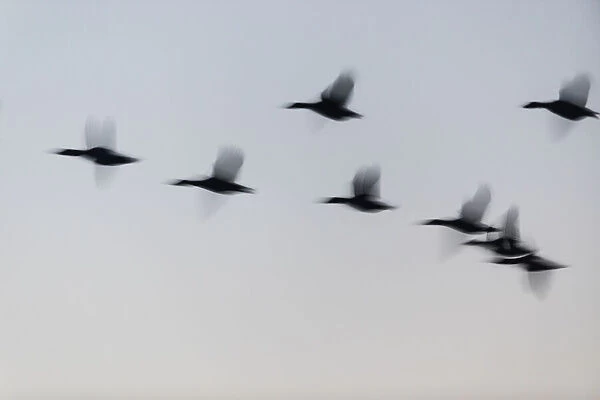 Mallard Duck - silhouette of flock flying at dusk, Island of Texel, The Netherlands Date: 11-Feb-19