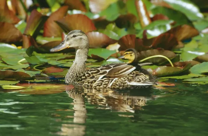 Framed Print : Mallard Duck TOM 46 Hen with ducklings among lily pads Anas Platyrhynchos © Tom & Pat Leeson / ARDEA LONDON Framed Print : Mallard Duck TOM 46 Hen with ducklings among lily pads Anas Platyrhynchos © Tom & Pat Leeson / ARDEA LONDON