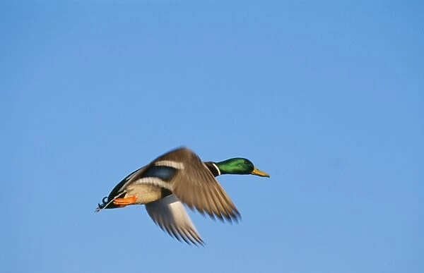 Mallard Duck TOM 54 Drake, in flight. Western N. A. Winter. Anas platyrhynchos © Tom & Pat Leeson  /  ARDEA LONDON