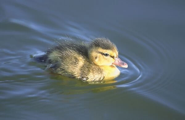 Mallard Duckling on Hickling Broad Norfolk UK