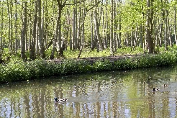 Mallard Ducks in Fairhaven water gardens Norfolk UK