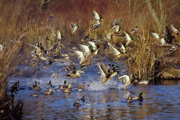 Mallard Ducks - flushing or jumping