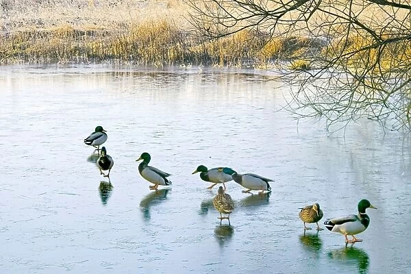 Mallard ducks gather on a frozen lake. Comical as it may seem the birds find it hard to forage for food at this time. Oxfordshire; England