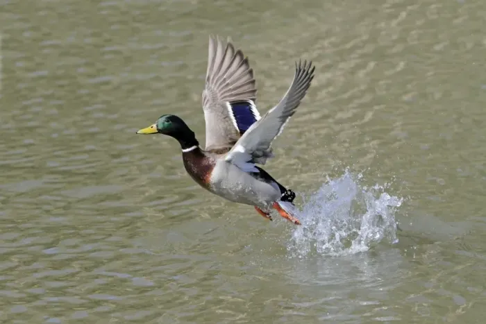 Framed Print : Mallard - in flight taking off from lake - Hessen - Germany Framed Print : Mallard - in flight taking off from lake - Hessen - Germany