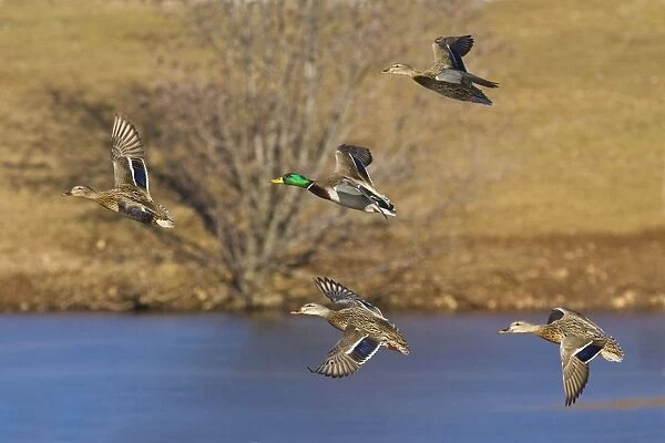 Mallard - flock coming in for a landing. Winter CT, January