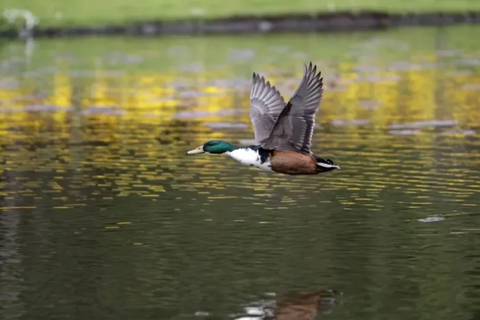 Framed Print : Mallard - hybrid bird in flight - Hessen - Germany Framed Print : Mallard - hybrid bird in flight - Hessen - Germany