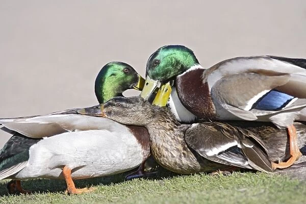Mallard - hybrid - group of males try to mate with female - Hertfordshire - UK 006929