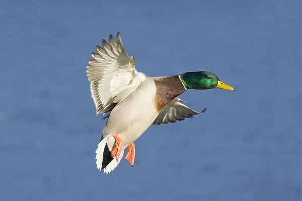 Mallard - male coming in for a landing. January in CT