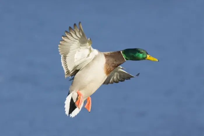 Framed Print : Mallard - male coming in for a landing. January in CT
