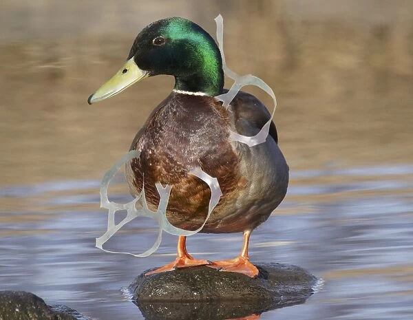 Mallard male with head entangled with plastic six-pack ring
