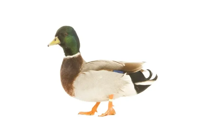 Framed Print : Mallard - male in studio Framed Print : Mallard - male in studio