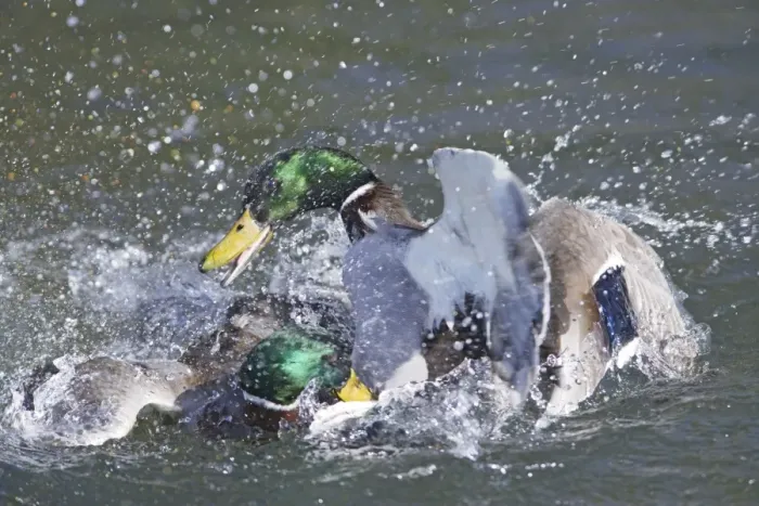 Framed Print : Mallard - male trying to drown competitor - Hertfordshire - UK 006936 Framed Print : Mallard - male trying to drown competitor - Hertfordshire - UK 006936