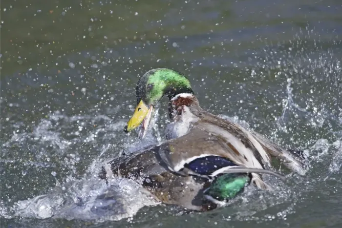 Framed Print : Mallard - male trying to drown competitor - Hertfordshire - UK 006937 Framed Print : Mallard - male trying to drown competitor - Hertfordshire - UK 006937