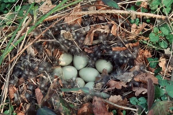 Mallard nest with eggs and down