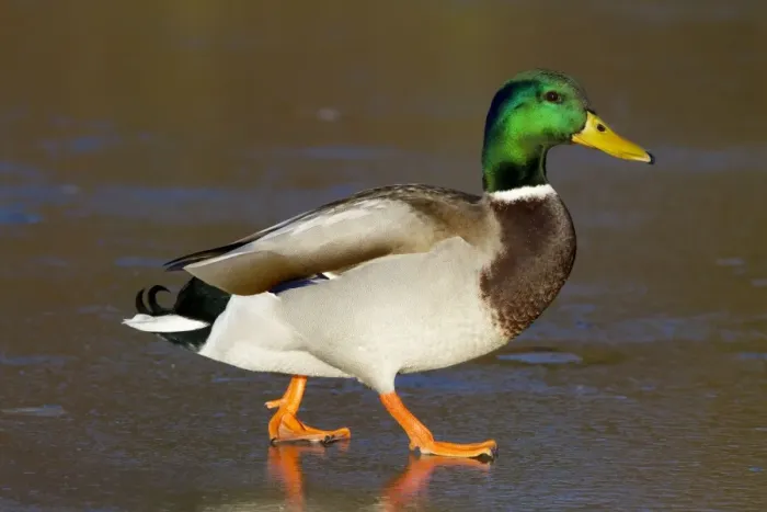 Framed Print : Mallard - Single adult drake on ice covered lake. England, UK