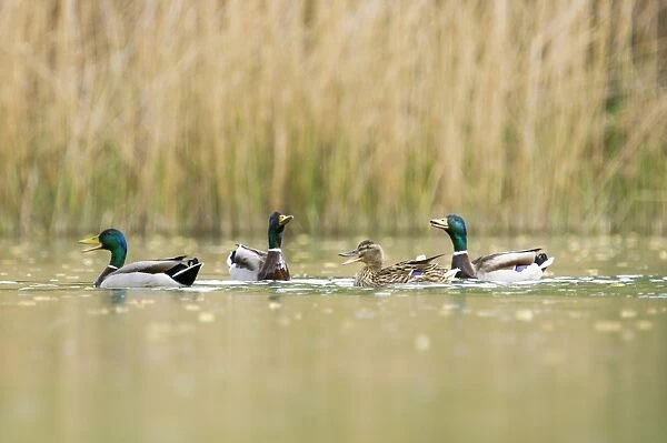 Mallards - 3 males wooing a female - Provence - France
