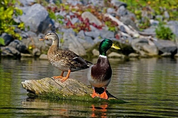 Mallards - Adult Male and Female - On rock in lake New York USA