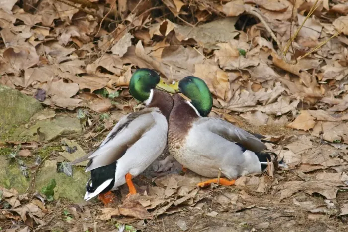 Framed Print : Mallards - males fighting in mating season - Germany Framed Print : Mallards - males fighting in mating season - Germany