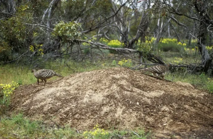 Framed Print : Mallee Fowl / Lowan Australia Framed Print : Mallee Fowl / Lowan Australia
