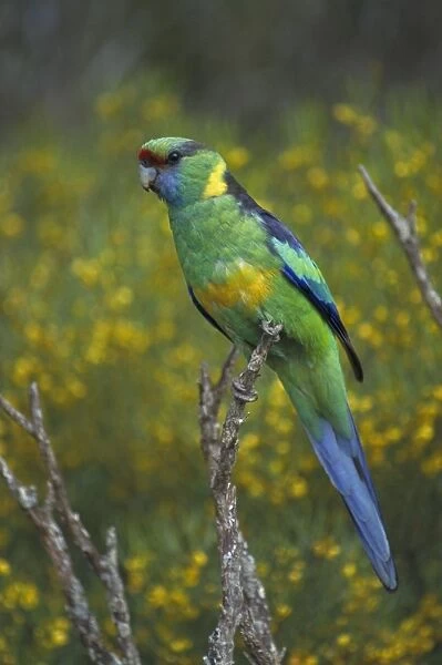 Mallee Ringneck - Australia - Found in eastern inland Australia - Habitat is scrub-country especially on edges of open country and clearings - Nest on decayed debris in hollow of eucalypt
