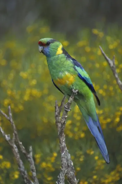 Framed Print : Mallee Ringneck - Australia - Found in eastern inland Australia - Habitat is scrub-country especially on edges of open country and clearings - Nest on decayed debris in hollow of eucalypt Framed Print : Mallee Ringneck - Australia - Found in eastern inland Australia - Habitat is scrub-country especially on edges of open country and clearings - Nest on decayed debris in hollow of eucalypt