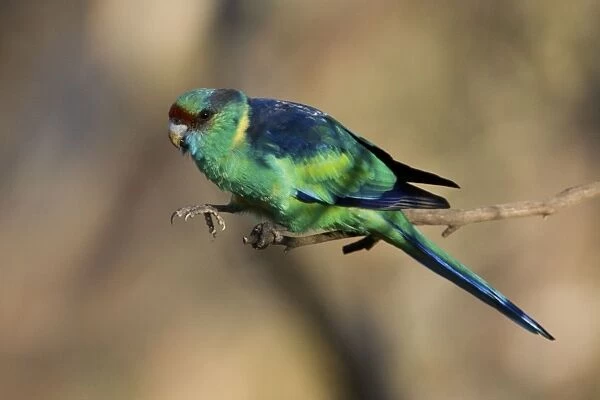 Mallee Ringneck  /  Australian Ringneck  /  Barnard's Parrot - This is the subspecies barnardi of the Australian Ringneck complex which differ markedly from place to place but which hybridise where the races adjoin