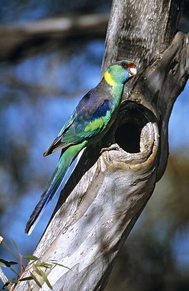Mallee ringneck - male at tree cavity (site of nest)