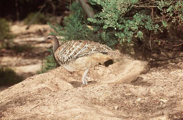 Malleefowl An incubator bird or megapode. Raking nesting mount. Little Destert, Victoria, Australia
