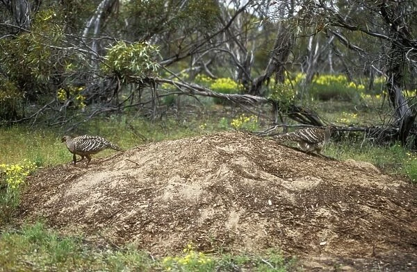Malleefowl  /  Lowan - pair at nest site