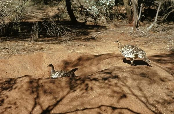 Malleefowl - Male and female on mound, - South western and southern Australia JPF05455