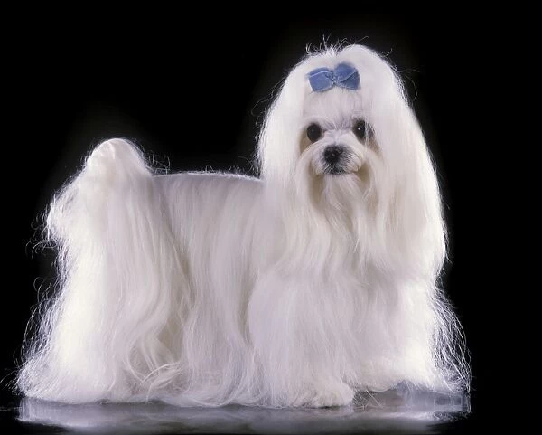 Maltese Terrier Dog - With blue ribbon