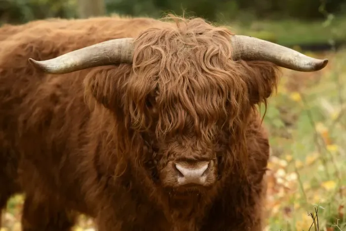 Framed Print : MAMMAL. highland cattle ( BULL ) in autumn leaves