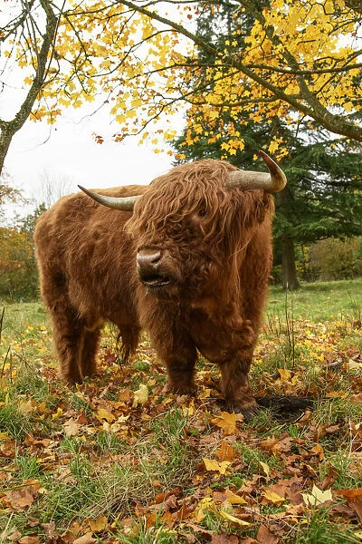 MAMMAL. highland cattle ( BULL ) in autumn leaves