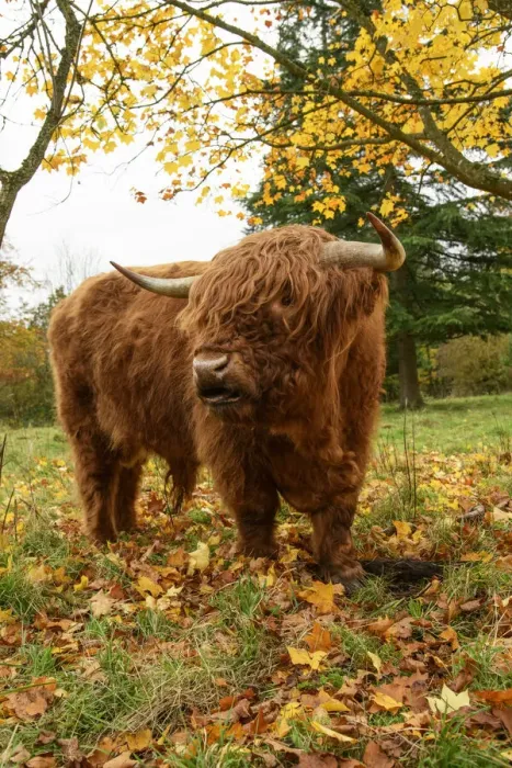 Framed Print : MAMMAL. highland cattle ( BULL ) in autumn leaves Framed Print : MAMMAL. highland cattle ( BULL ) in autumn leaves