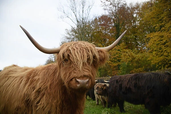 MAMMAL. highland cattle ( BULL & cow ) in autumn leaves