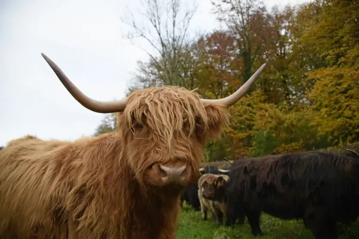 Framed Print : MAMMAL. highland cattle ( BULL & cow ) in autumn leaves Framed Print : MAMMAL. highland cattle ( BULL & cow ) in autumn leaves