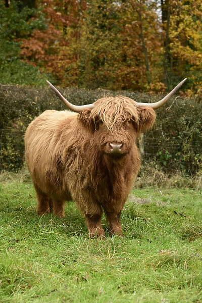 MAMMAL. highland cattle ( cow ) in autumn leaves