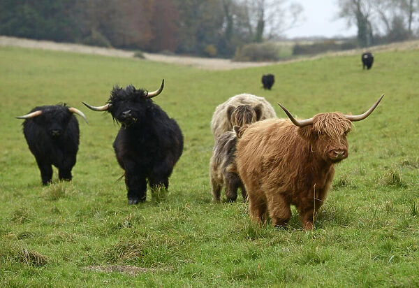 MAMMAL. highland cattle herd in a field