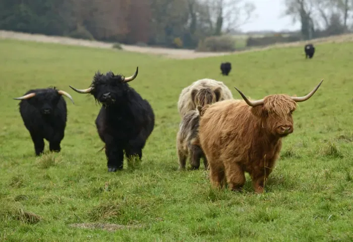 Framed Print : MAMMAL. highland cattle herd in a field Framed Print : MAMMAL. highland cattle herd in a field
