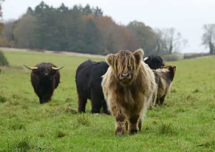 Framed Print : MAMMAL. highland cattle herd in a field Framed Print : MAMMAL. highland cattle herd in a field