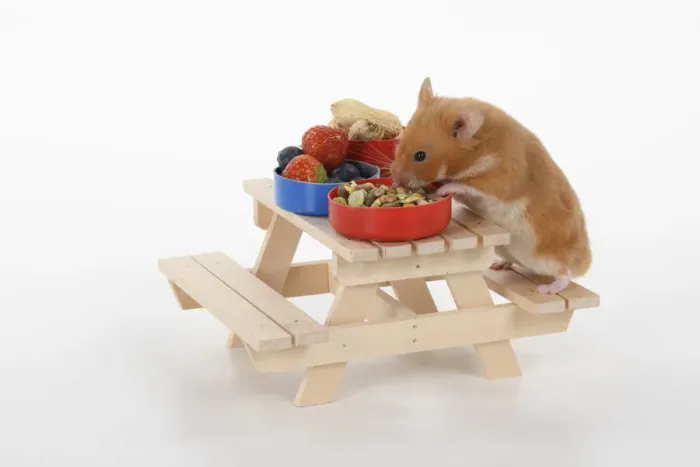 Framed Print : MAMMAL. Pet Hamster, eating lunch on a picnic bench, studio Framed Print : MAMMAL. Pet Hamster, eating lunch on a picnic bench, studio