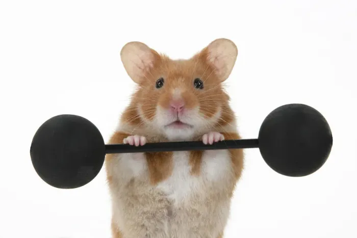 Framed Print : MAMMAL. Pet Hamster, lifting old fashioned weights, studio Framed Print : MAMMAL. Pet Hamster, lifting old fashioned weights, studio