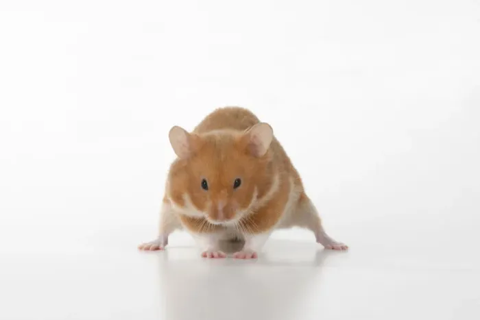 Framed Print : MAMMAL. Pet Hamster, looking cute, studio Framed Print : MAMMAL. Pet Hamster, looking cute, studio