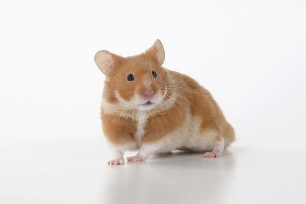 MAMMAL. Pet Hamster, looking cute, studio