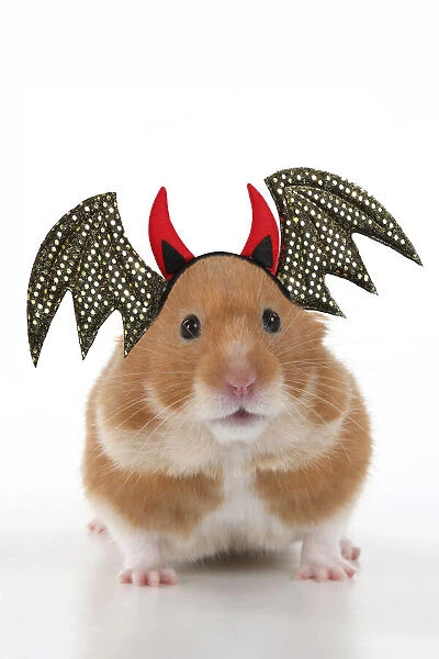 MAMMAL. Pet Hamster, looking cute, studio, wearing a Halloween headband with bat wings