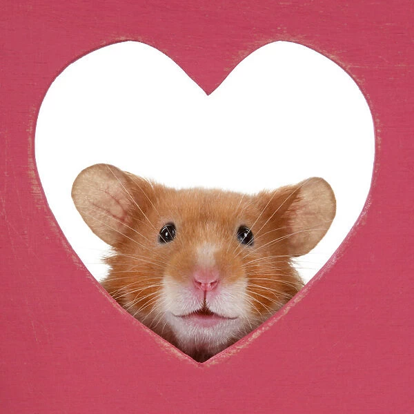 MAMMAL. Pet Hamster, looking through a heart shaped hole, cute funny, studio, white background